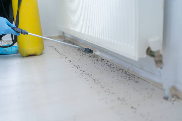 Best Pest Prevention Services  in Belfast, ME