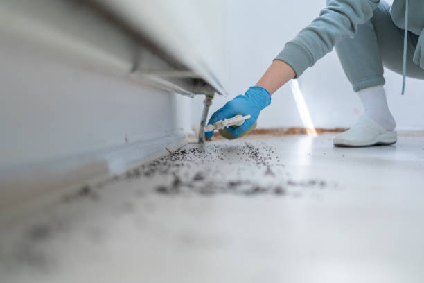 Best Pest Removal Services  in Belfast, ME